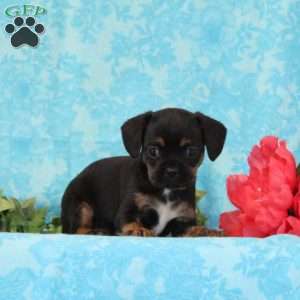 Tootsie, Boston Terrier Mix Puppy